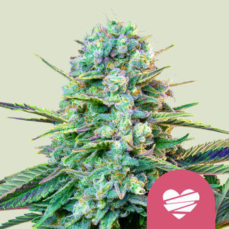Wedding Crasher (Royal Queen Seeds) feminisiert Wedding Crasher (Royal Queen Seeds) feminisiert