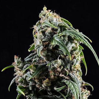 CBDV Auto (Kannabia) feminisiert