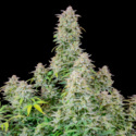 Forbidden Runtz Auto (FastBuds) feminisiert