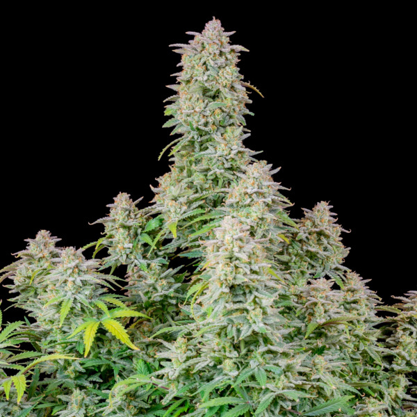 Forbidden Runtz Auto (FastBuds) feminisiert