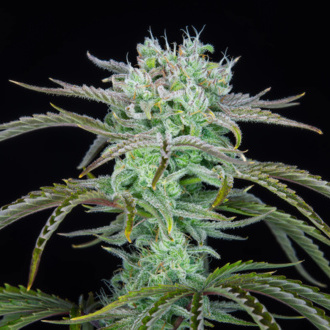 Strawberry Banana Auto (FastBuds) feminisiert