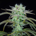 Strawberry Banana Auto (FastBuds) feminisiert