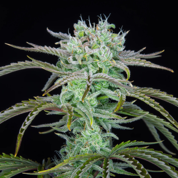 Strawberry Banana Auto (FastBuds) feminisiert