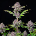 Purple Punch Auto (FastBuds) feminisiert