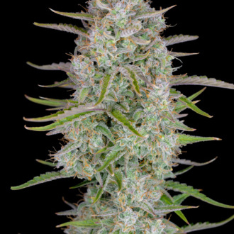 Wedding Glue Auto (FastBuds) feminisiert