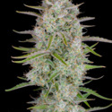 Wedding Glue Auto (FastBuds) feminisiert