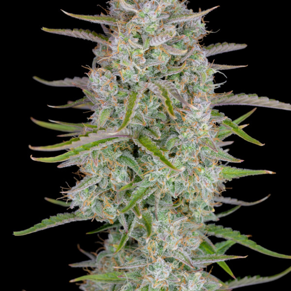 Wedding Glue Auto (FastBuds) feminisiert
