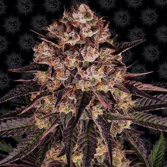 Biscotti Mintz (Barney's Farm) feminisiert