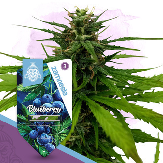 Blueberry (Zamnesia Seeds) feminisiert
