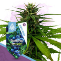 Blueberry (Zamnesia Seeds) feminisiert