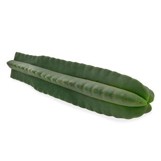 Super Pedro (Echinopsis scopulicola) Super Pedro (Echinopsis scopulicola)