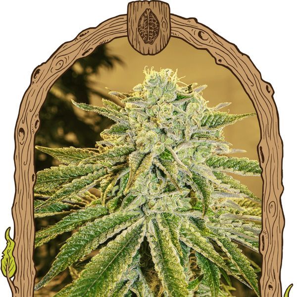 White Banana Auto (Exotic Seed) feminisiert