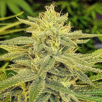 Lord Kush (Delicious Seeds) Feminisiert Lord Kush (Delicious Seeds) Feminisiert