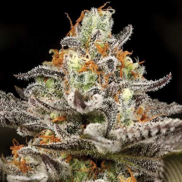 Sleepy Joe (Anesia Seeds) feminisiert