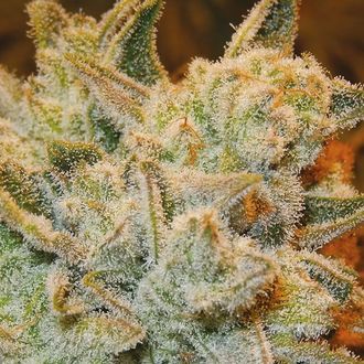 White Runtz (Anesia Seeds) feminisiert White Runtz (Anesia Seeds) feminisiert
