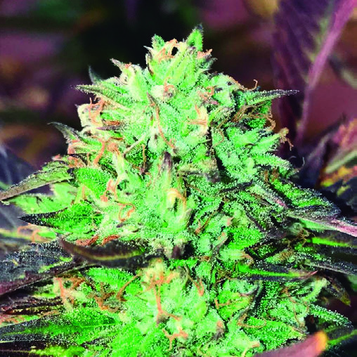 Gelato Kush Feminisiert (Gea Seeds)