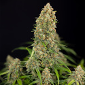 Watermelon Candy Automatic (Zamnesia Seeds) feminisiert