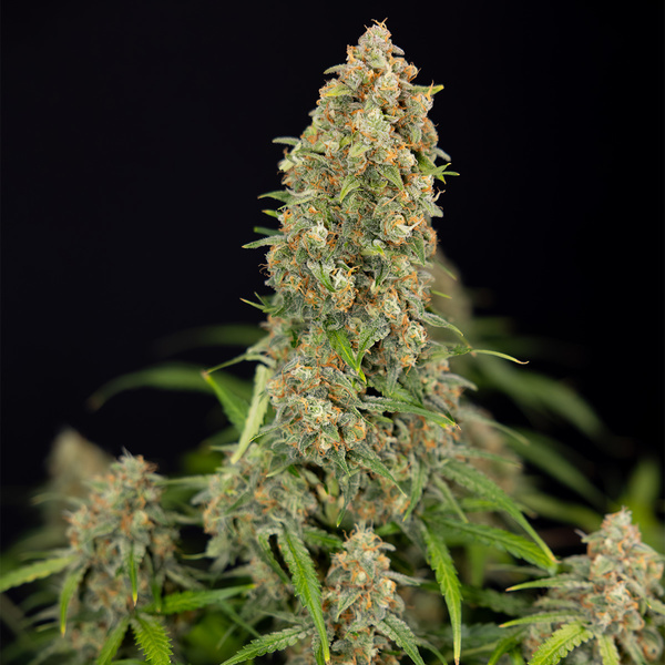 Watermelon Candy Automatic (Zamnesia Seeds) feminisiert