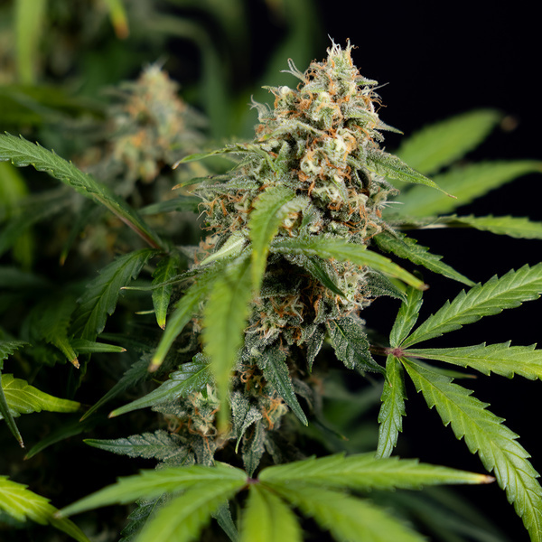 Watermelon Candy Automatic (Zamnesia Seeds) feminisiert