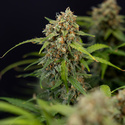 Watermelon Candy Automatic (Zamnesia Seeds) feminisiert