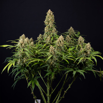 Watermelon Candy Automatic (Zamnesia Seeds) feminisiert