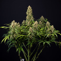 Watermelon Candy Automatic (Zamnesia Seeds) feminisiert