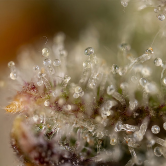 Watermelon Candy Automatic (Zamnesia Seeds) feminisiert