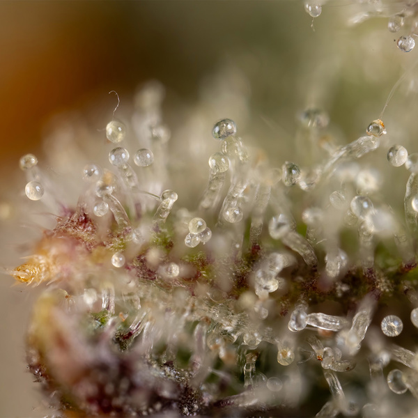 Watermelon Candy Automatic (Zamnesia Seeds) feminisiert