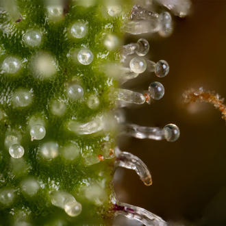Watermelon Candy Automatic (Zamnesia Seeds) feminisiert