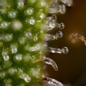 Watermelon Candy Automatic (Zamnesia Seeds) feminisiert