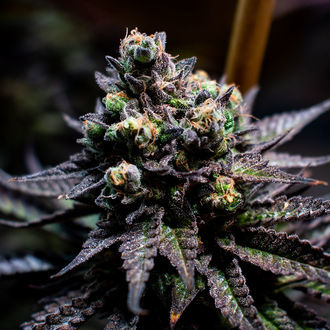 Watermelon Candy (Zamnesia Seeds) feminsiert