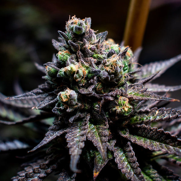 Watermelon Candy (Zamnesia Seeds) feminsiert