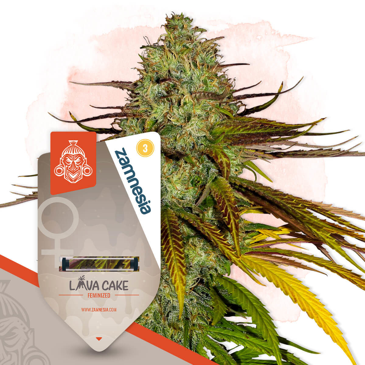 Lava Cake Feminisiert (Zamnesia)