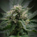 Pink Rozay (Zamnesia Seeds) feminisiert