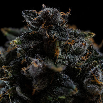 Pink Rozay (Zamnesia Seeds) feminisiert