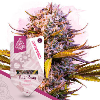 Pink Rozay Automatic (Zamnesia Seeds) feminisiert Pink Rozay Automatic (Zamnesia Seeds) feminisiert