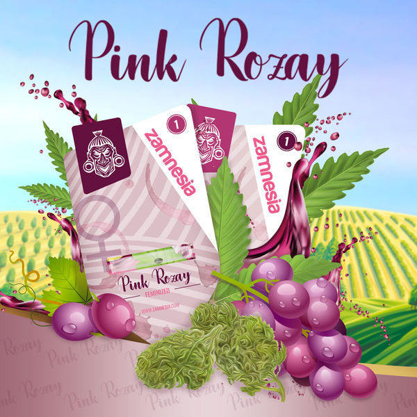 Pink Rozay Automatic (Zamnesia Seeds) feminisiert