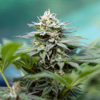 Apple Fritter (Zamnesia Seeds) feminisiert