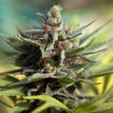 Apple Fritter (Zamnesia Seeds) feminisiert
