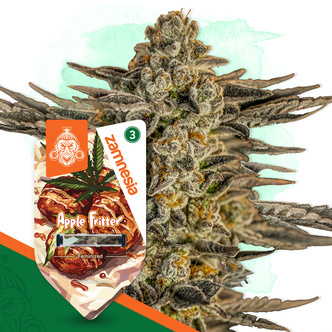 Apple Fritter (Zamnesia Seeds) feminisiert