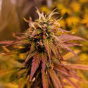 Apple Fritter Automatic (Zamnesia Seeds) feminisiert