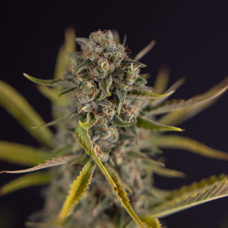 Apple Fritter Automatic (Zamnesia Seeds) feminisiert
