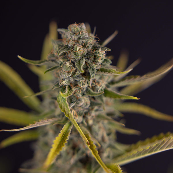 Apple Fritter Automatic (Zamnesia Seeds) feminisiert