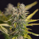 Apple Fritter Automatic (Zamnesia Seeds) feminisiert