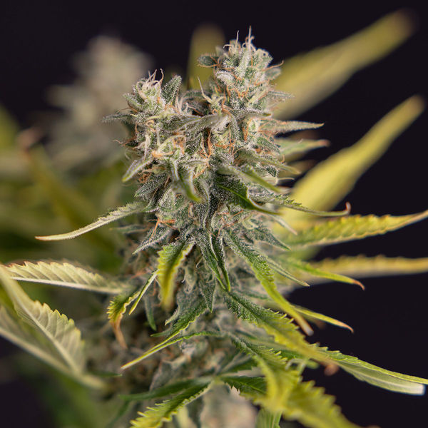 Apple Fritter Automatic (Zamnesia Seeds) feminisiert
