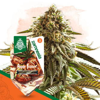Apple Fritter Automatic (Zamnesia Seeds) feminisiert