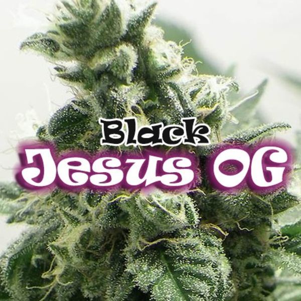 Black Jesus OG (Dr Underground) feminisiert