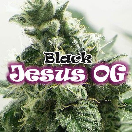Black Jesus OG (Dr Underground) feminisiert