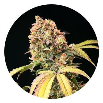 Auto Tao Mix 1 (Top Tao Seeds) regulär Auto Tao Mix 1 (Top Tao Seeds) regulär