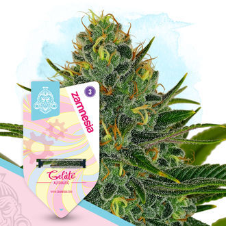 Gelato Automatic (Zamnesia Seeds) feminisiert Gelato Automatic (Zamnesia Seeds) feminisiert